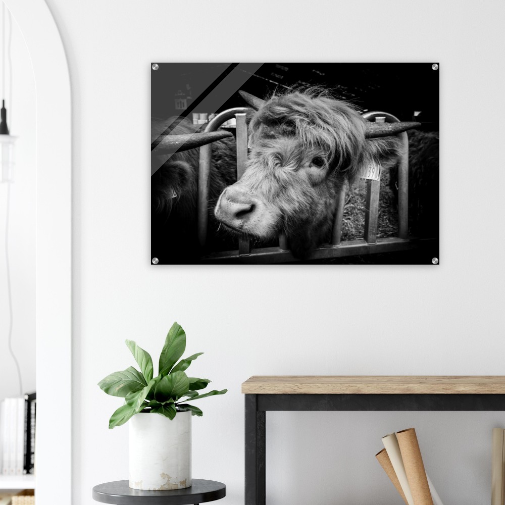 Highland Cow B&W - Acrylic Fine Art Print - Image 2