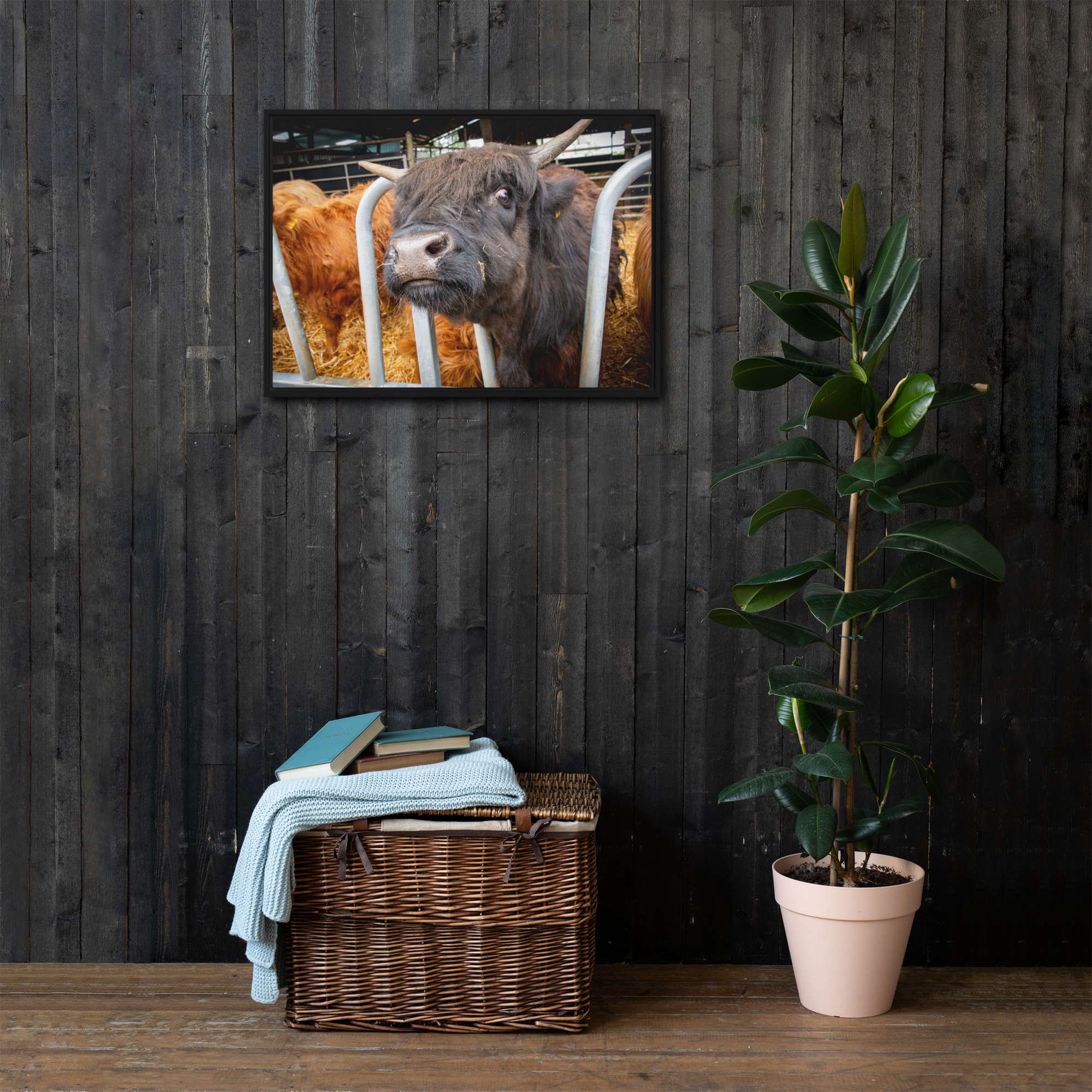 Black Highland Cow - Framed canvas fine art print - Image 3