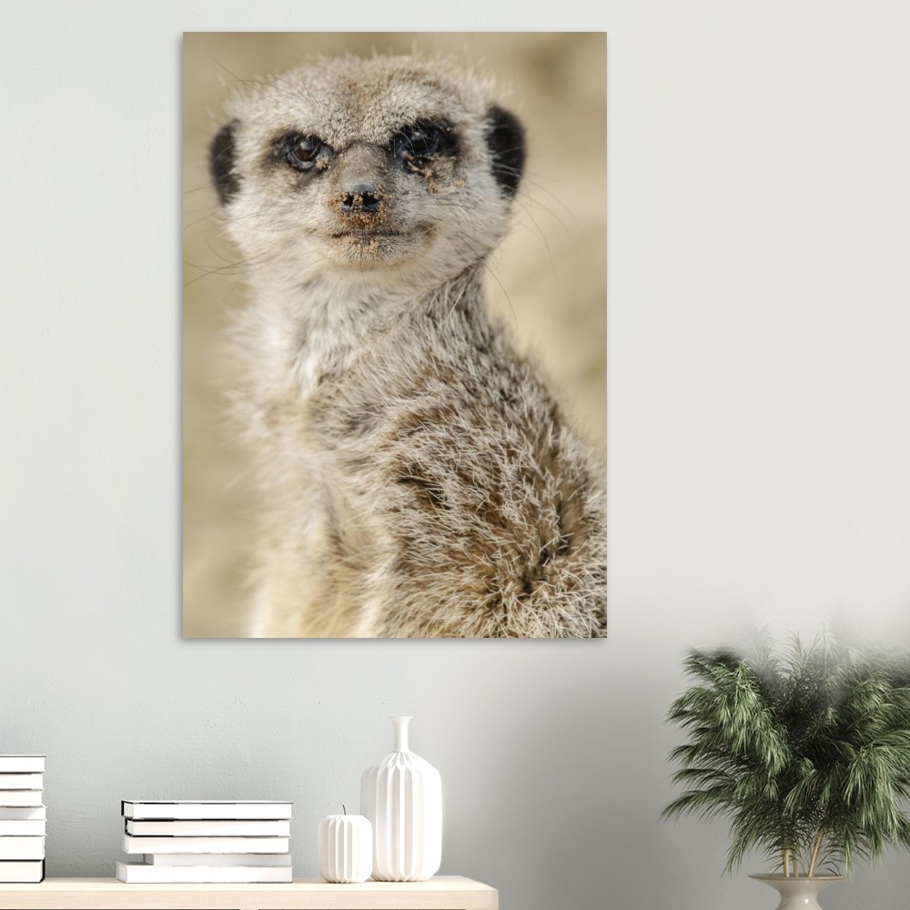 Dreamy Meercat - Aluminum fine art Print - Image 3