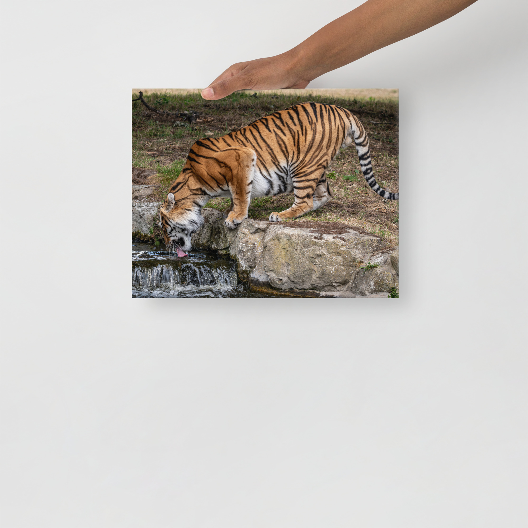 Amur Tiger drinking - Thin canvas fine art print - Image 2