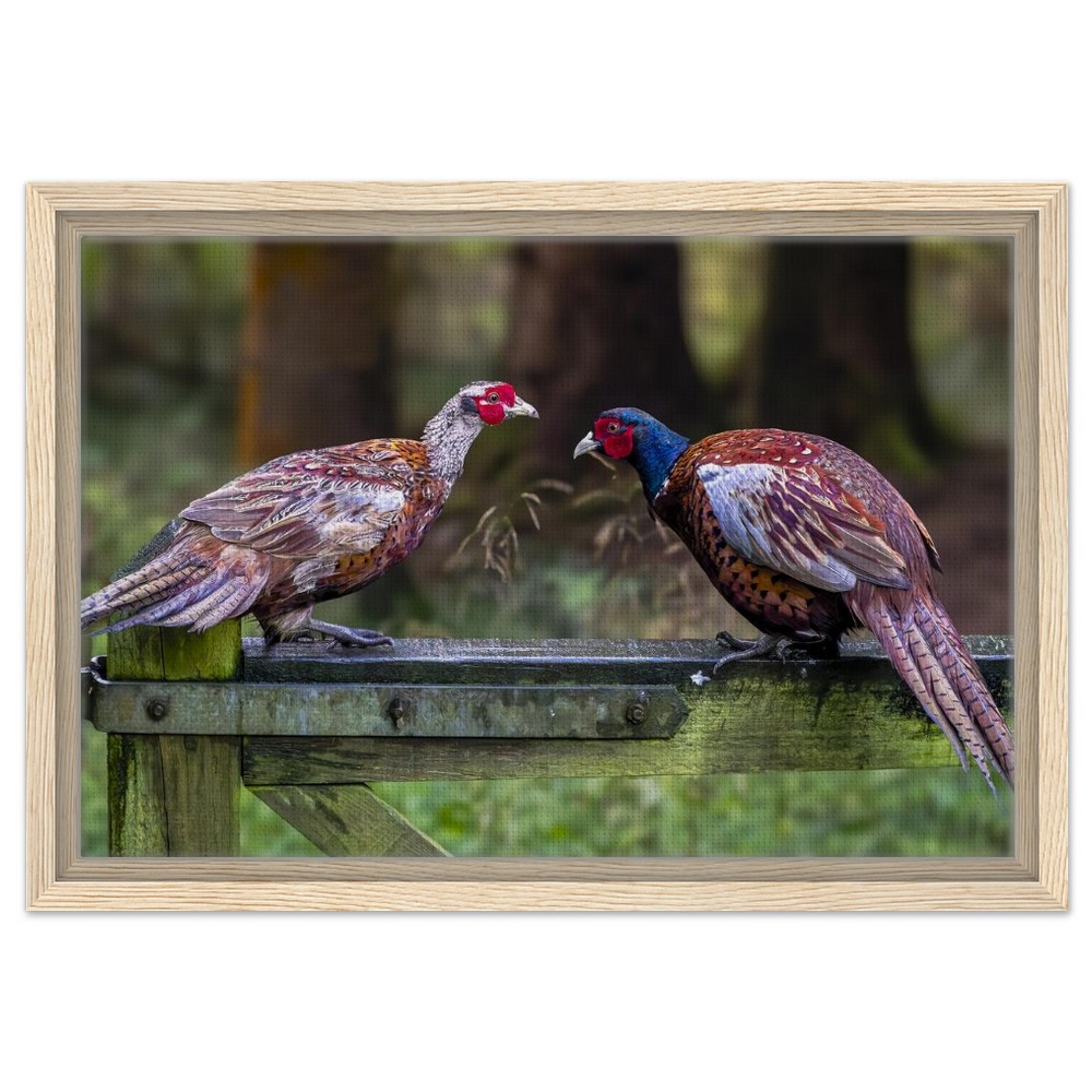 Brace of Pheasants - Framed Canvas - Image 7