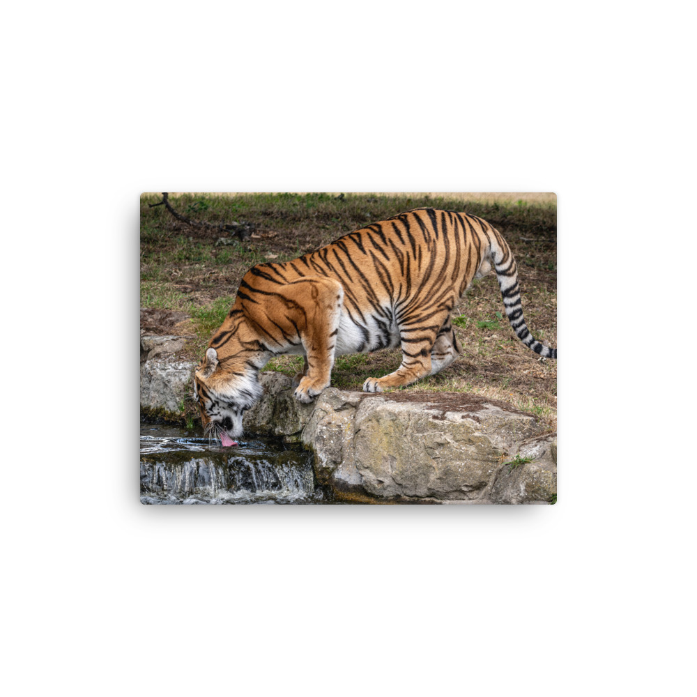 Amur Tiger drinking - Thin canvas fine art print