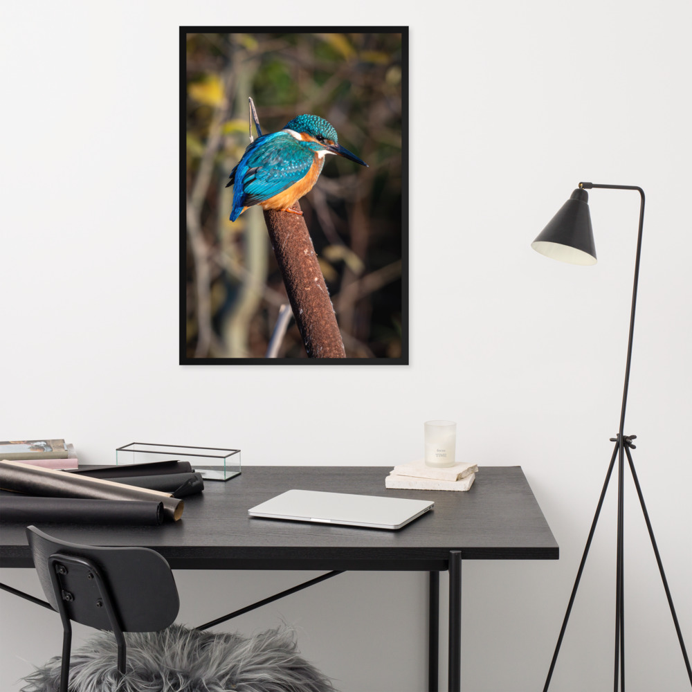 Kingfisher on a Bullrush - Framed fine art print - Image 2