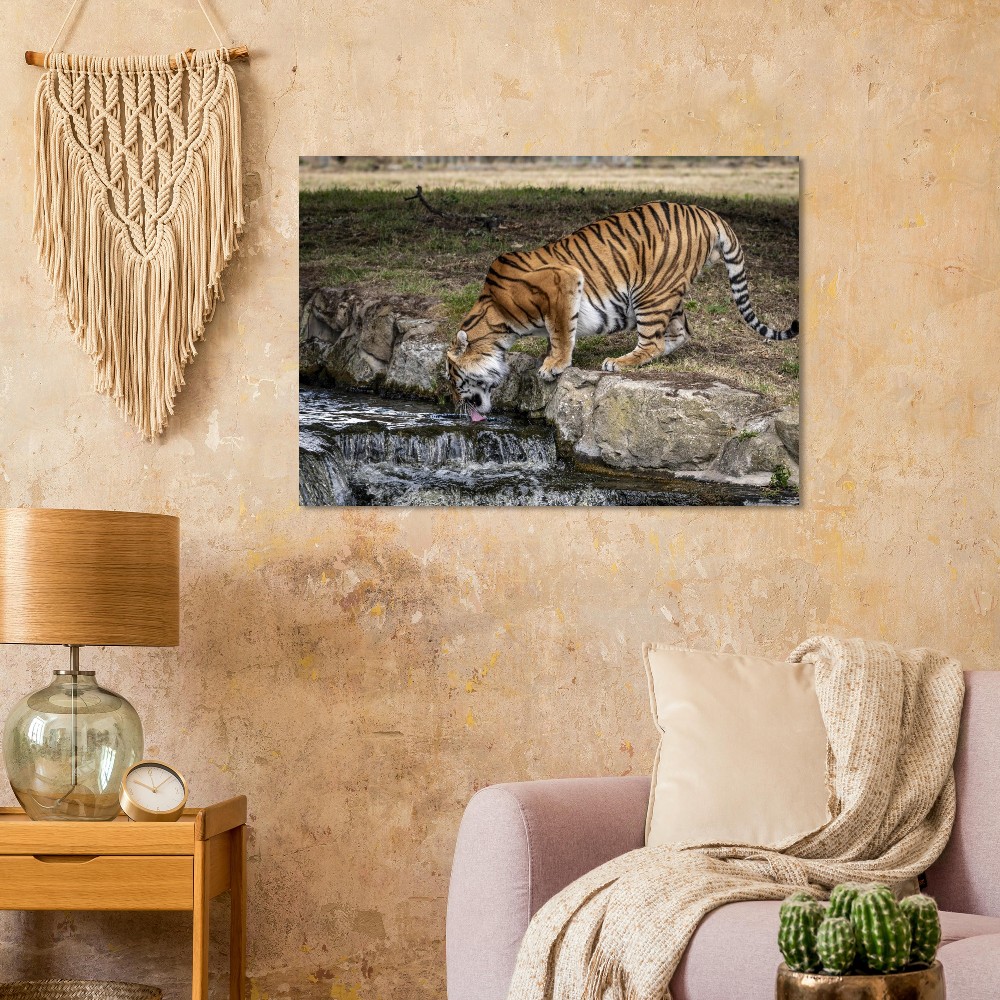 Amur Tiger - Aluminum fine art print - Image 4