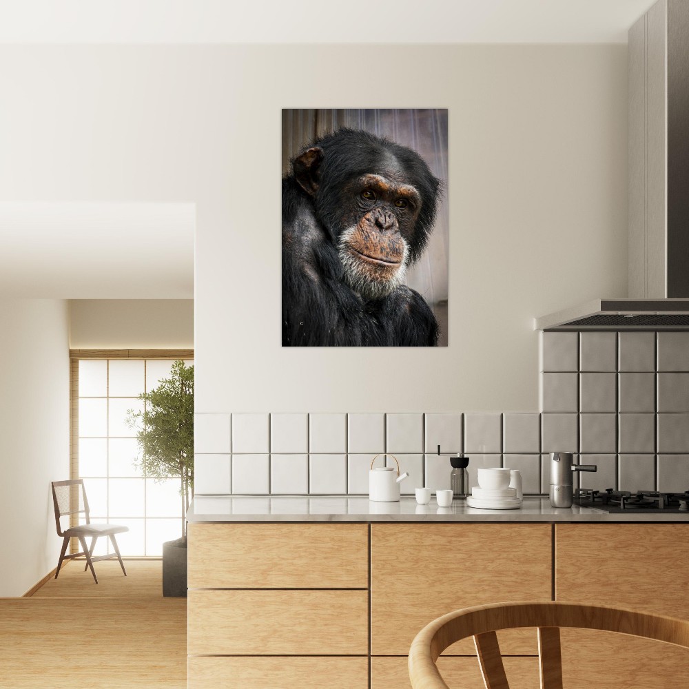 Wise old Chimpanzee - Aluminum fine art Print - Image 4