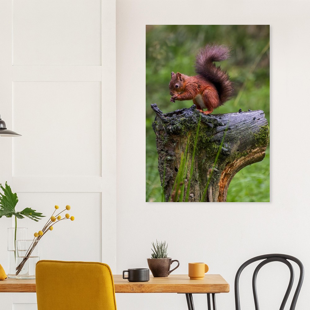 Red Squirrel - Aluminum Print - Image 4