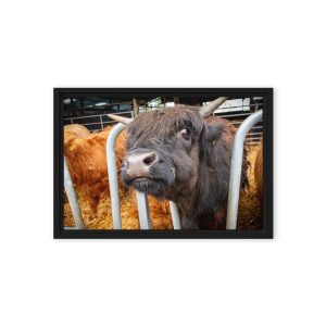 Black Highland Cow - Framed canvas fine art print