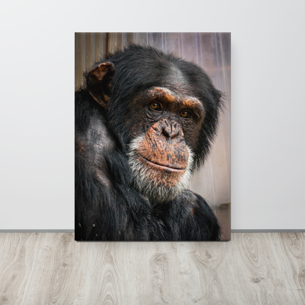 Wise old chimpanzee - Thin fine art canvas - Image 4