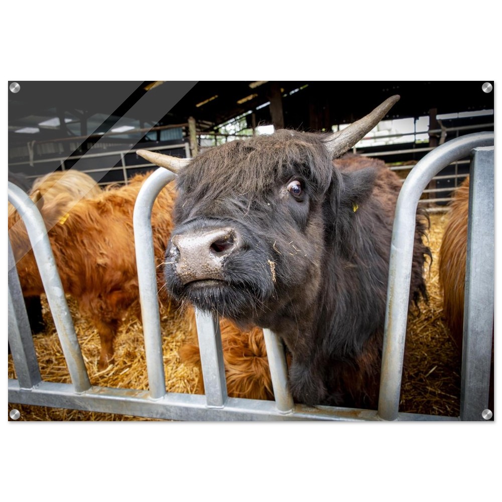 Black Highland Cow - Acrylic fine art print - Image 9