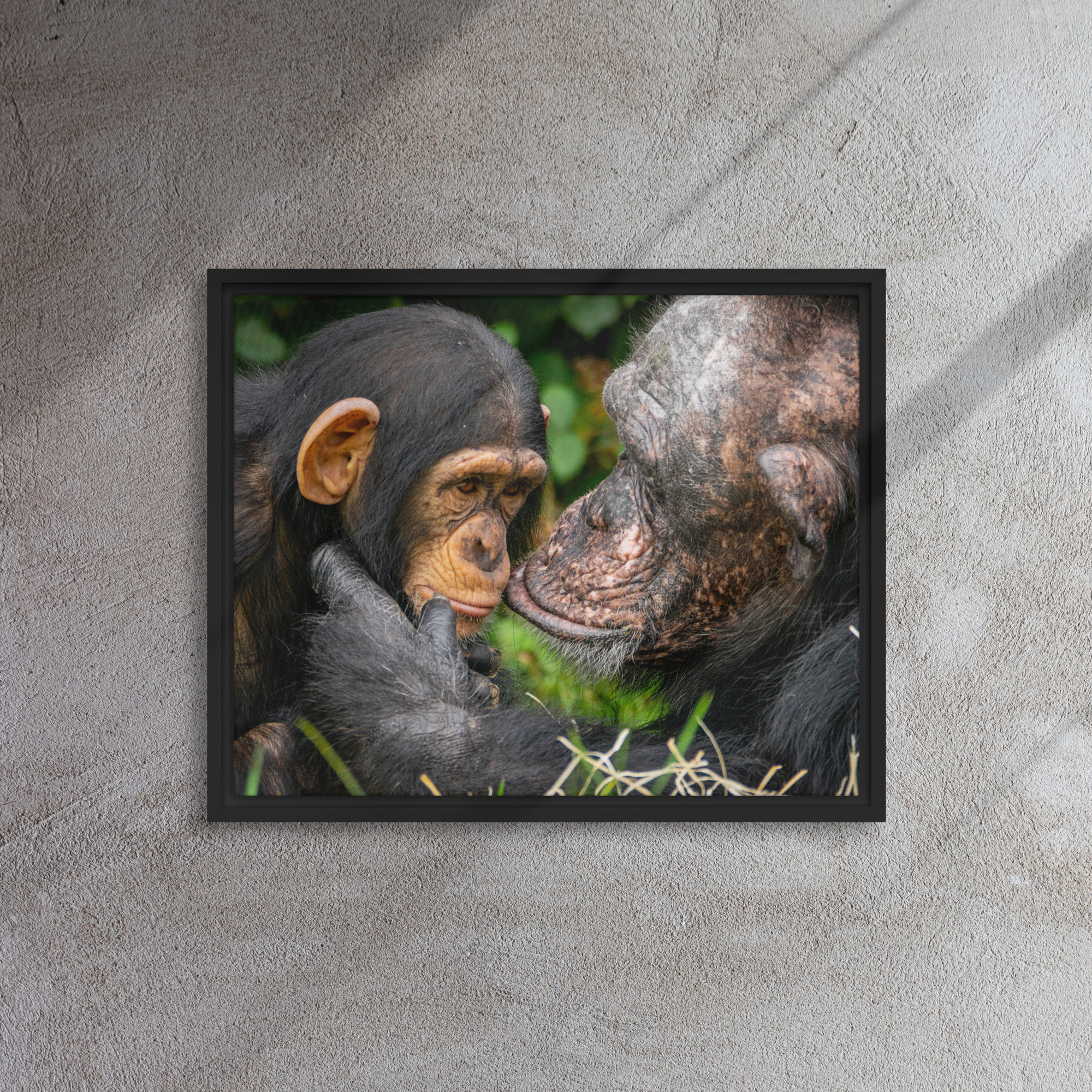 A tender Chimpanzee moment - Framed canvas fine art print - Image 3