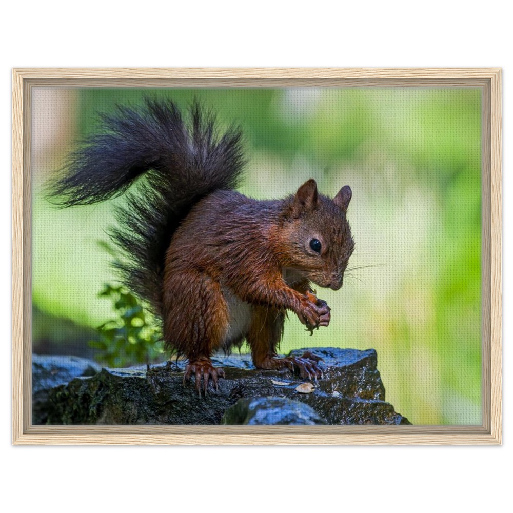 Red Squirrel With An Acorn - Fine art Framed Canvas - Image 7