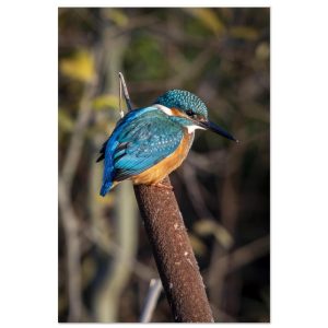 Kingfisher on a Bullrush - Aluminum fine art print