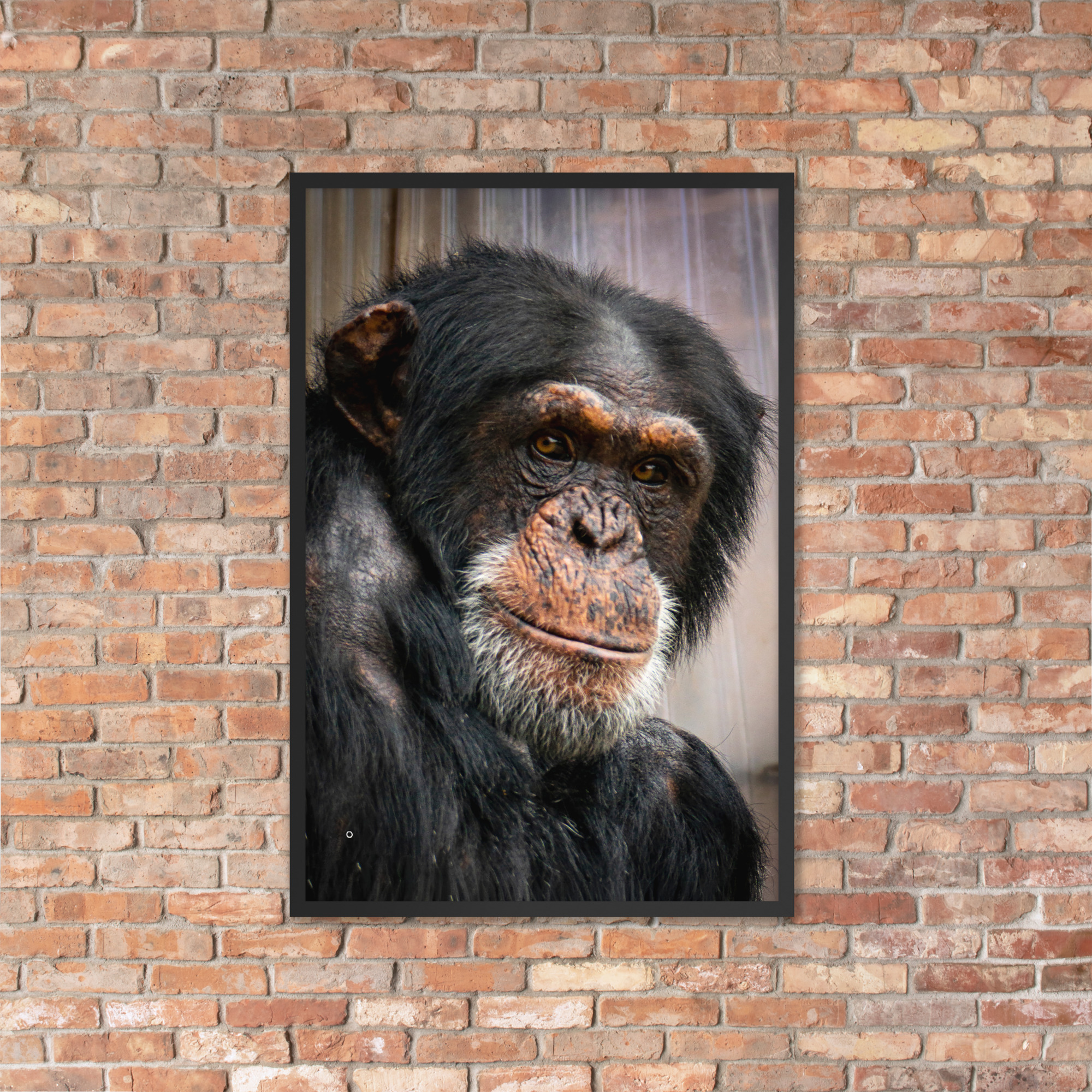 Wise old Chimpanzee - Framed fine art print - Image 4