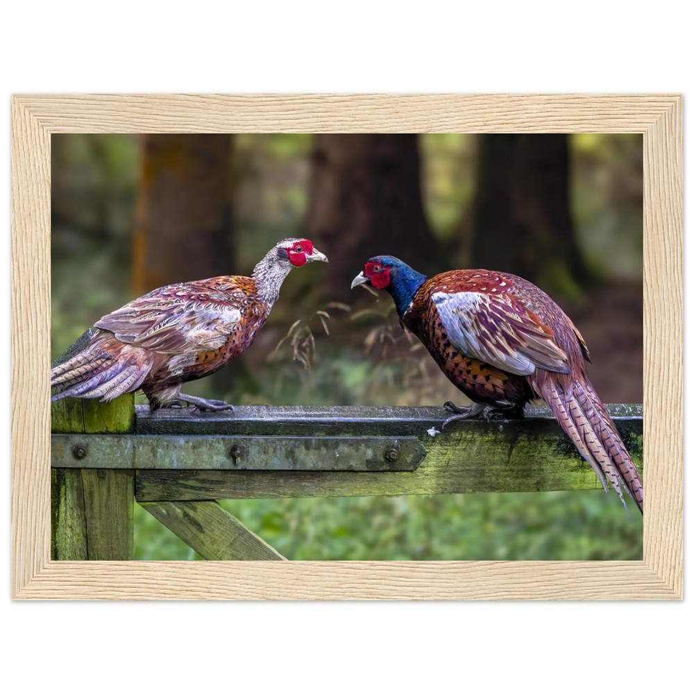 Brace of Pheasants - Wooden Framed Print