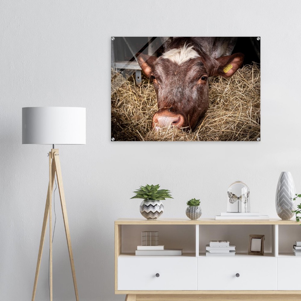 Hungry Cow - Acrylic Fine Art Print - Image 5