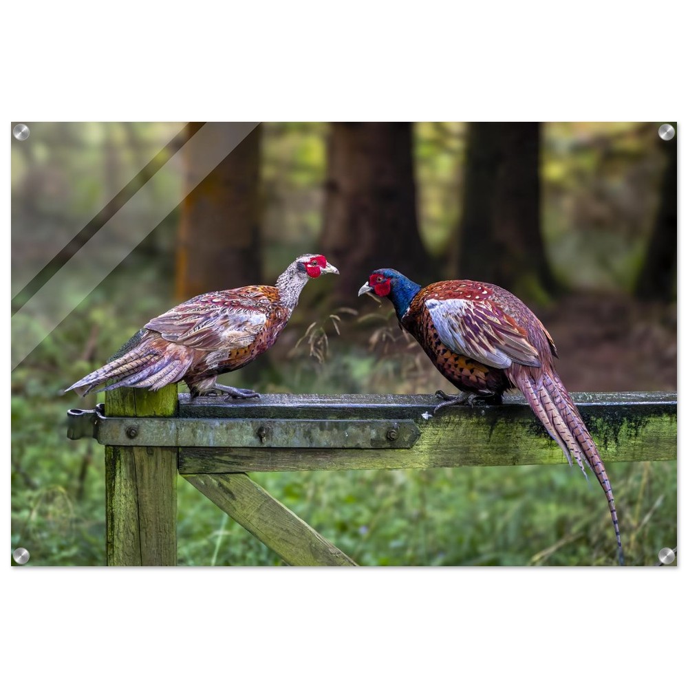 A Brace of Pheasants - Acrylic Fine Art Print - Image 16