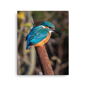 Kingfisher on a bullrush - Fine art canvas print
