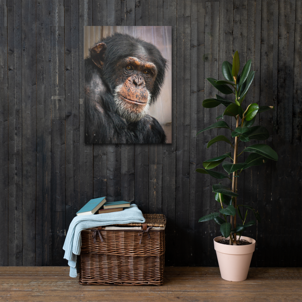 Wise old chimpanzee - Thin fine art canvas - Image 5