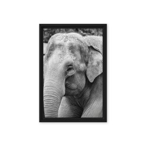 Elephant B&W - Fine art framed canvas