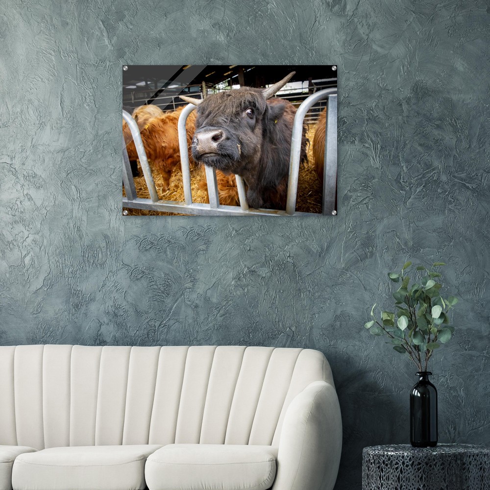 Black Highland Cow - Acrylic fine art print - Image 4