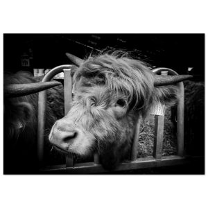 Highland cow B&W - Aluminum Fine Art Print