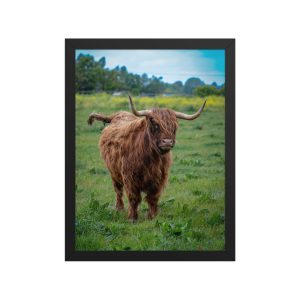 Horned Highland Cow - Framed fine art print