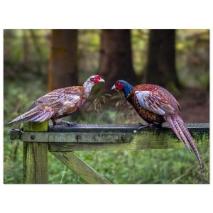 Brace Of Pheasants - Fine Art Print