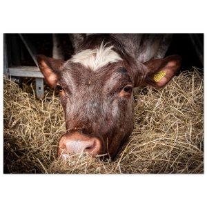 Hungy Cow - Aluminum Fine Art Print