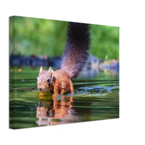 Red Squirrel sun lit in water - Fine art Canvas print