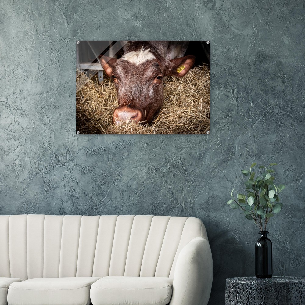Hungry Cow - Acrylic Fine Art Print - Image 3