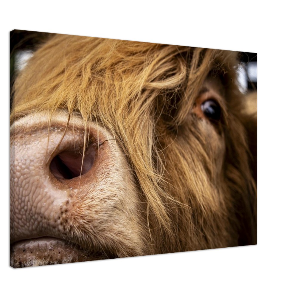 Highland Cow Nose - Fine art Canvas print