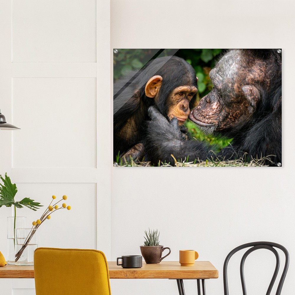 A tender chimpanzee moment - Acrylic fine art print - Image 4