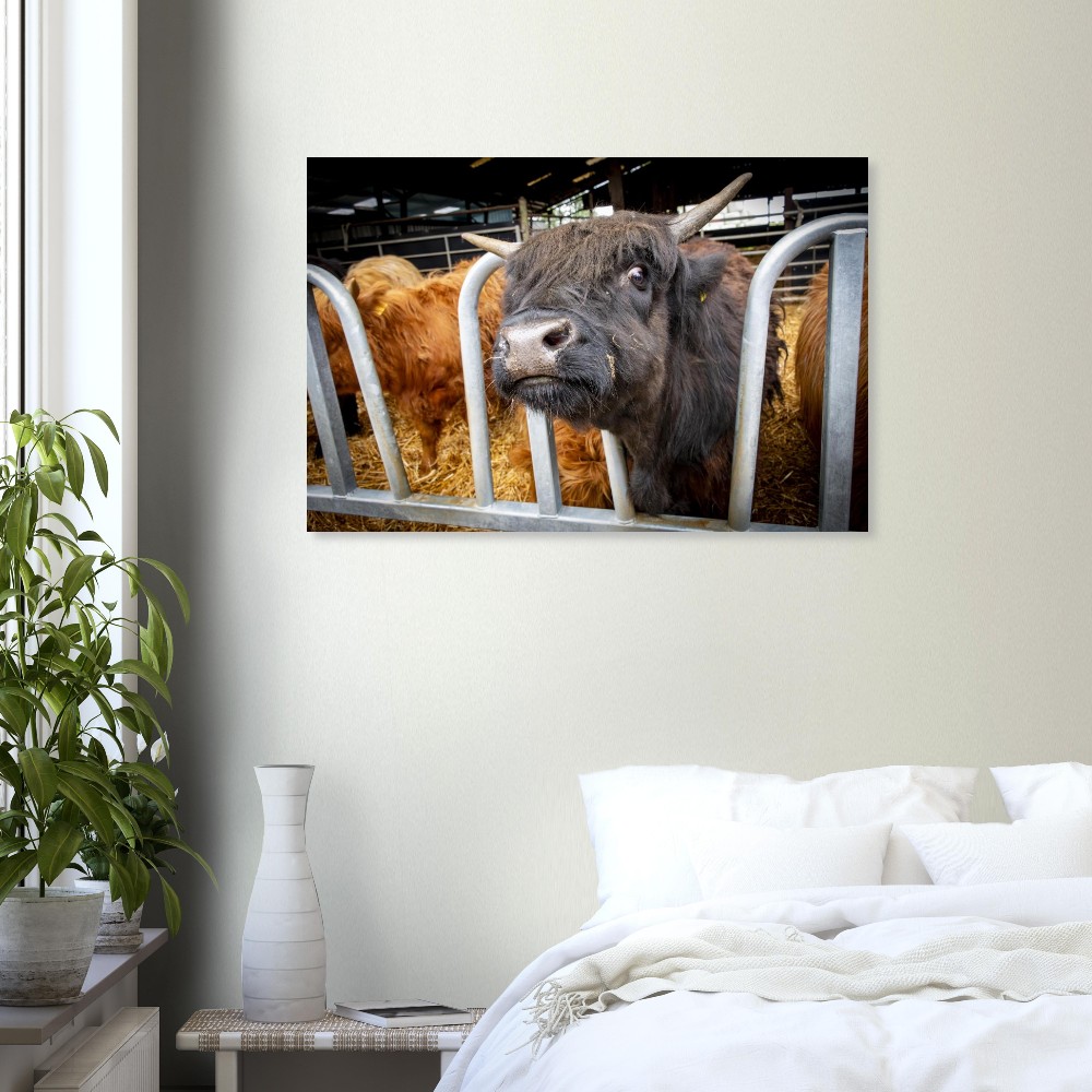 Black Highland Cow - Aluminum fine art Print - Image 2
