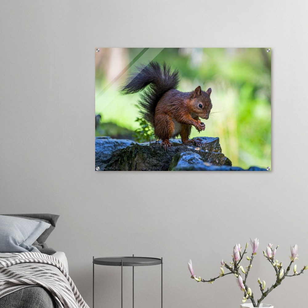 Squirrel With An Acorn - Acrylic Fine Art Print - Image 6