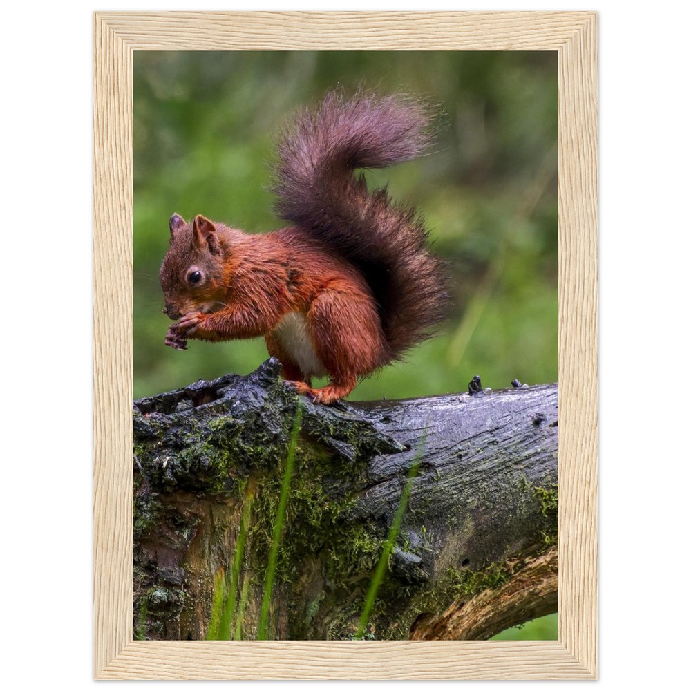 Red Squirrel - Wooden Framed Poster - Image 7