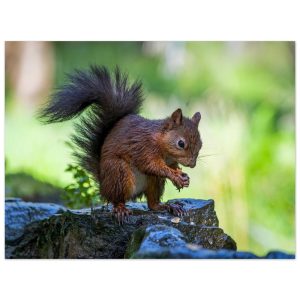 Squirrel With An Acorn - Fine Art Print