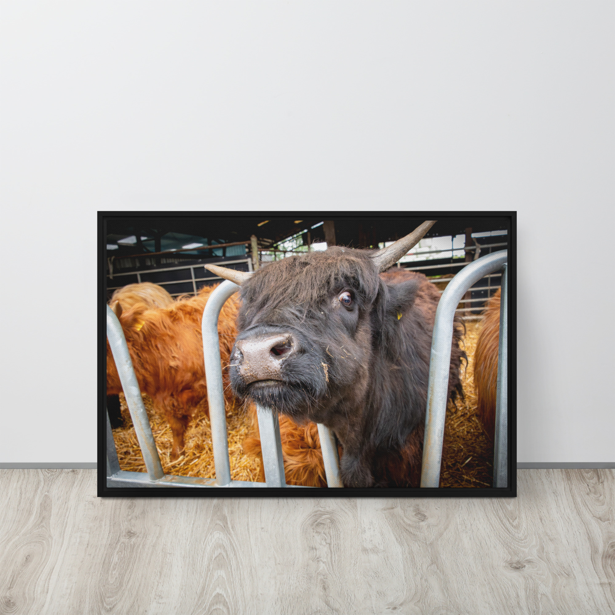 Black Highland Cow - Framed canvas fine art print - Image 4