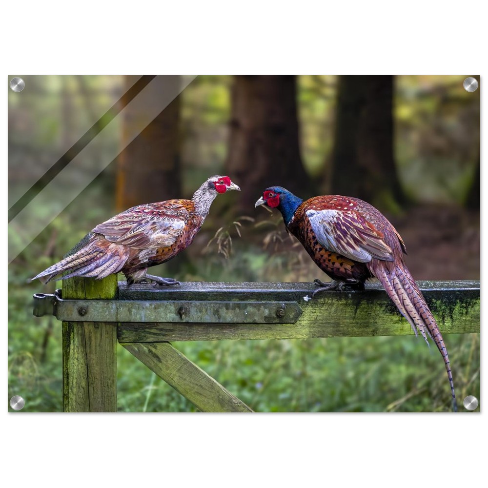 A Brace of Pheasants - Acrylic Fine Art Print - Image 13