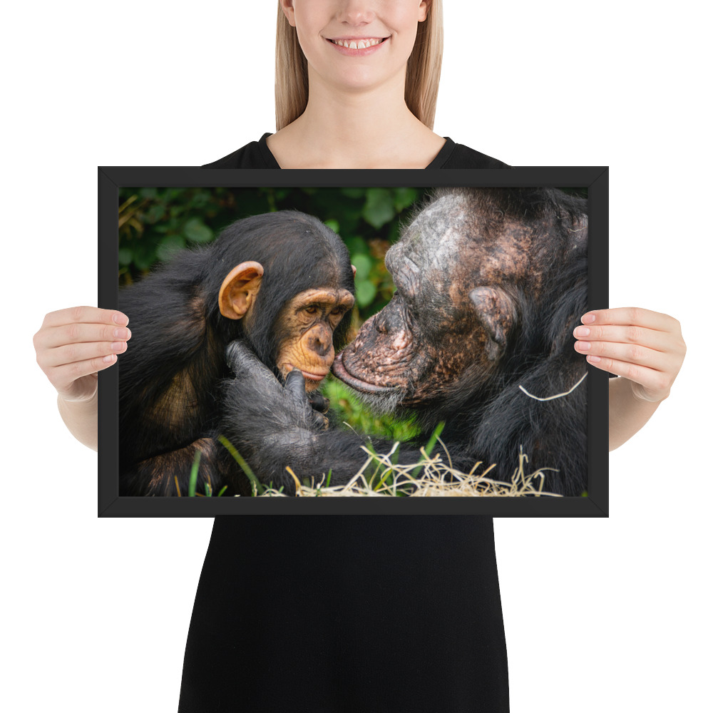 A tender Chimpanzee moment - Framed fine art print - Image 2