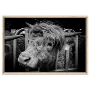 Highland Cow B&W - Framed Canvas