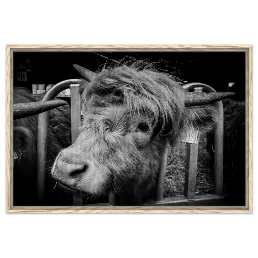 Highland Cow B&W - Framed Canvas