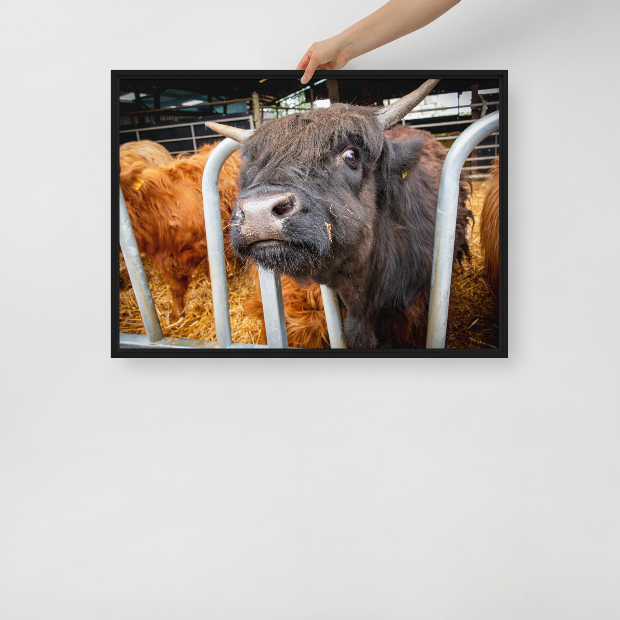 Black Highland Cow - Framed canvas fine art print - Image 2