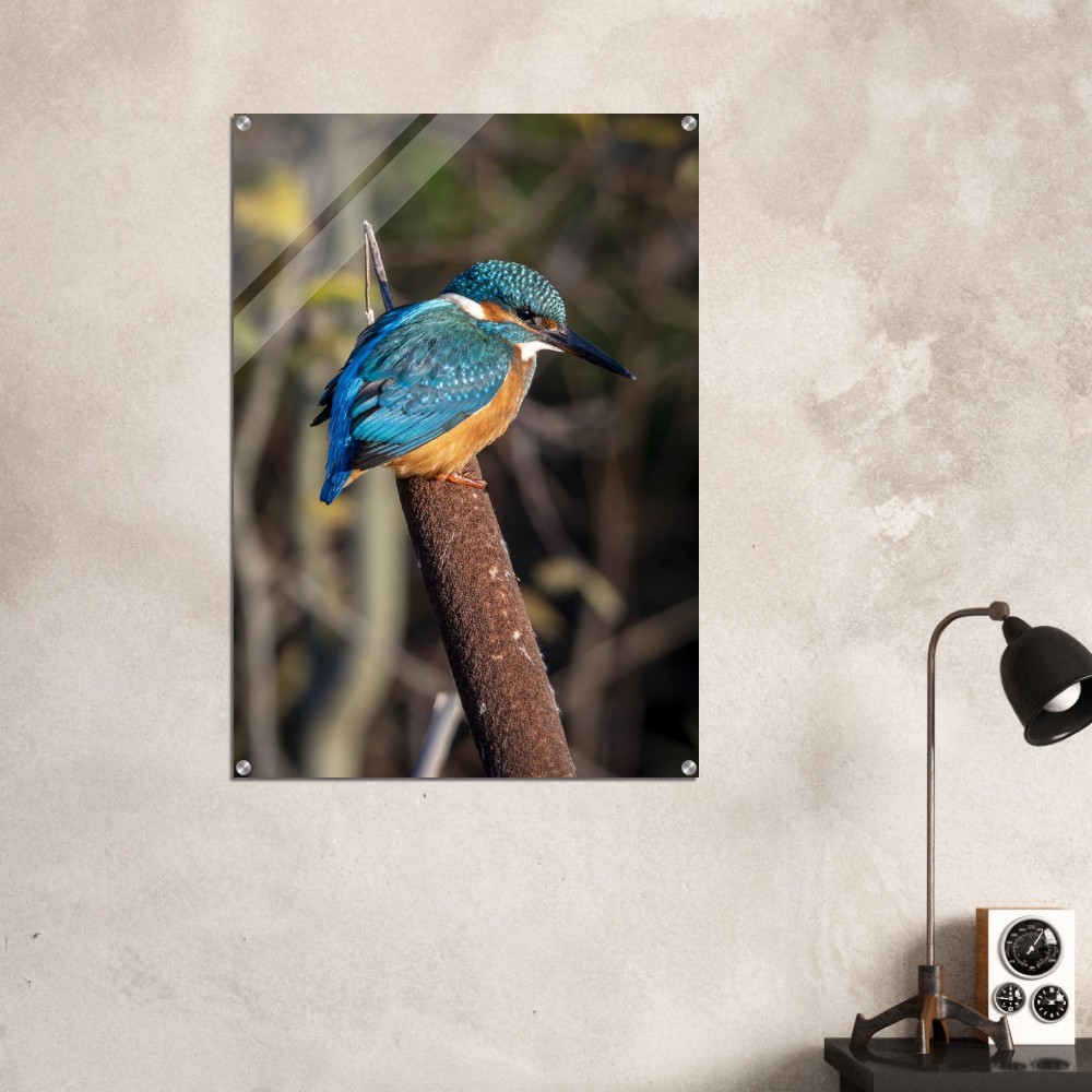 Kingfisher on a Bullrush - Acrylic fine art print - Image 3
