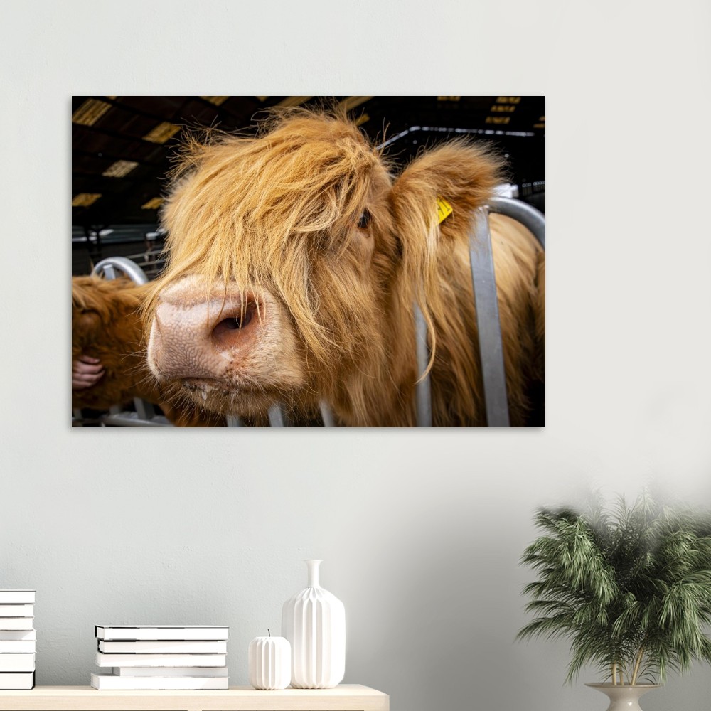 Highland Cow Close - Aluminum Fine Art Print - Image 3