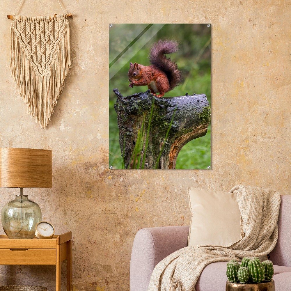 Red Squirrel - Acrylic Print - Image 3