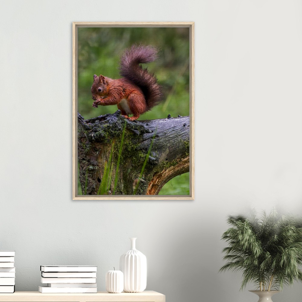 Red Squirrel - Framed Canvas - Image 4