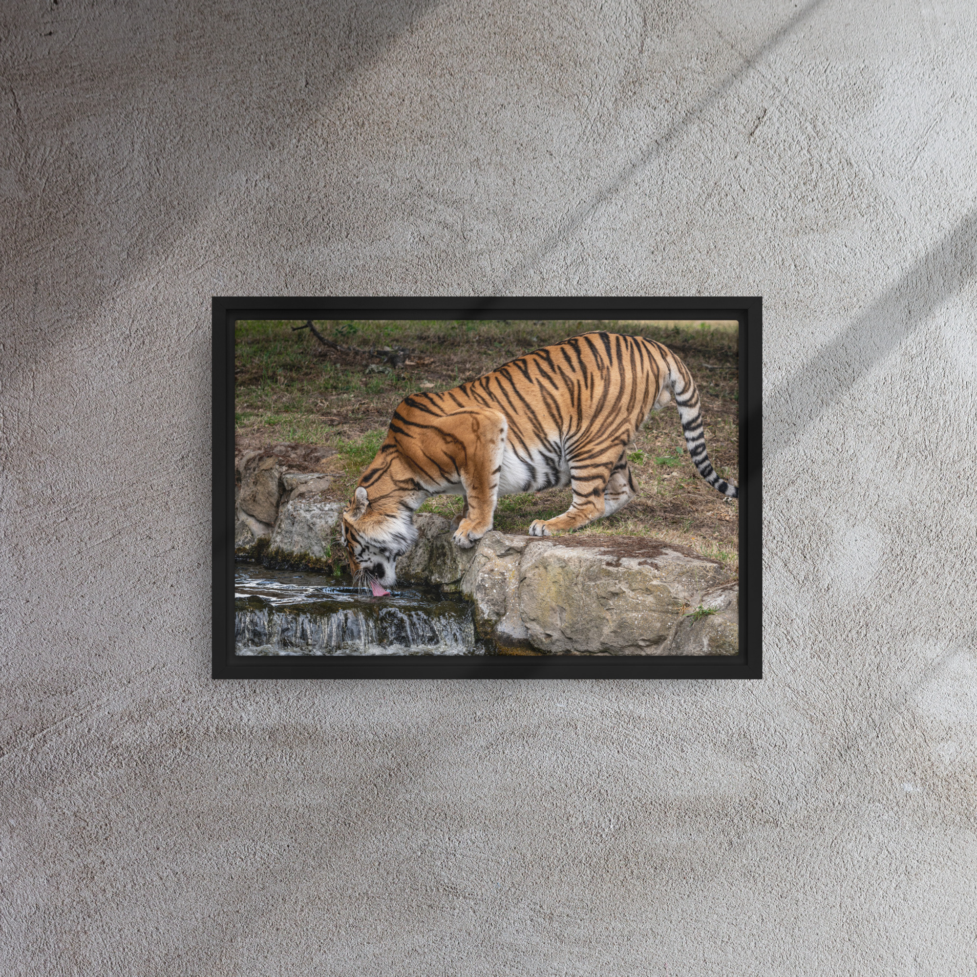 Amur Tiger drinking - Framed canvas fine art print - Image 2