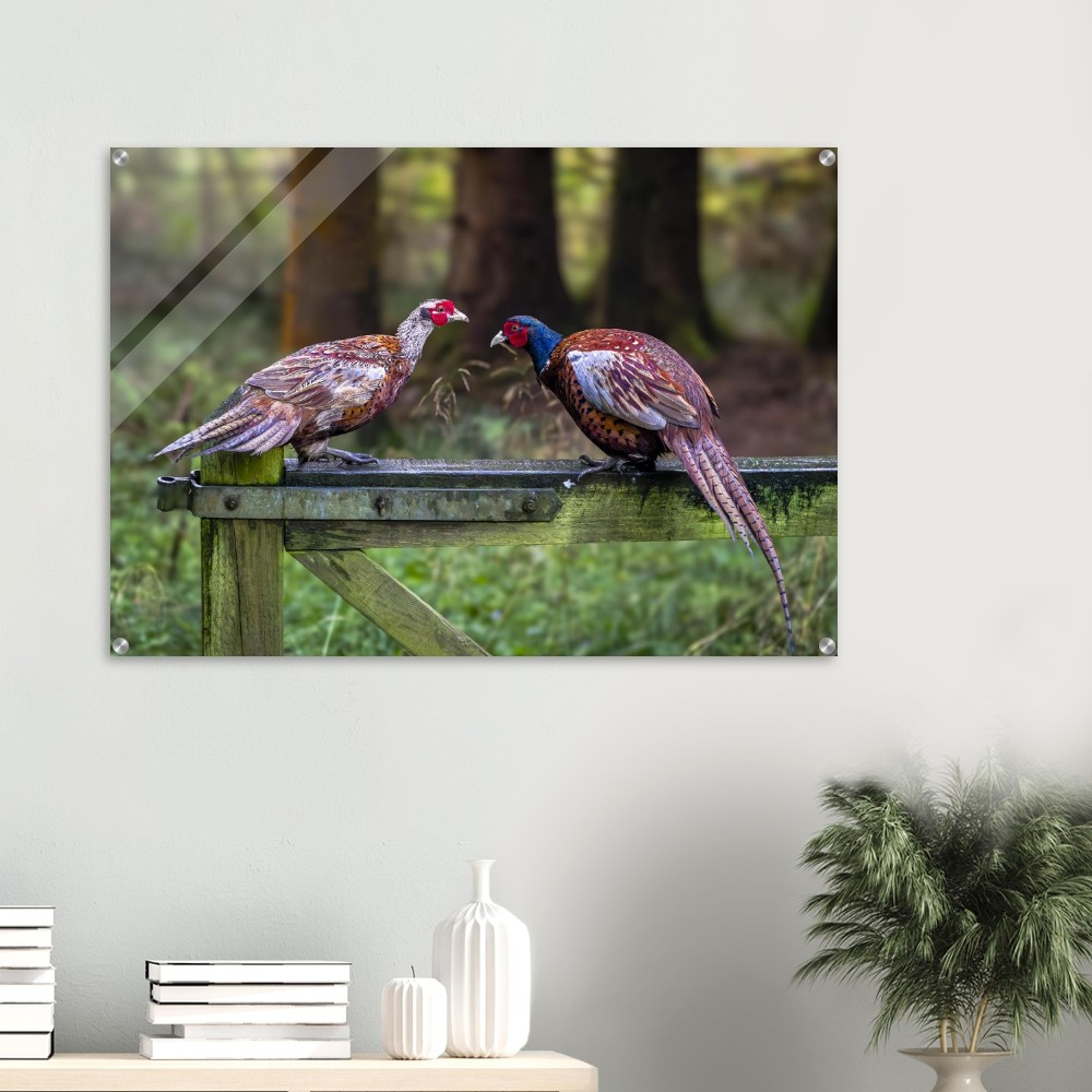 A Brace of Pheasants - Acrylic Fine Art Print - Image 5