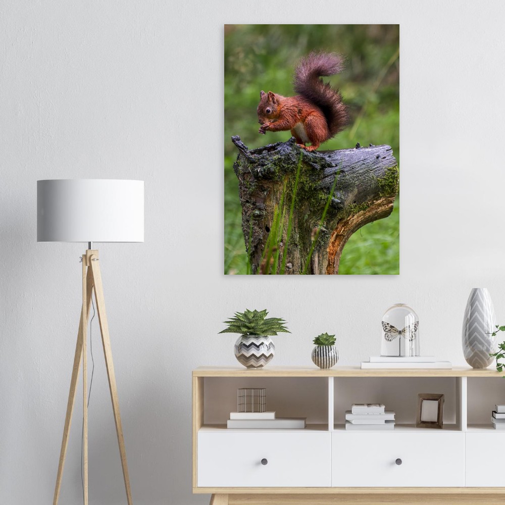 Red Squirrel - Aluminum Print - Image 3
