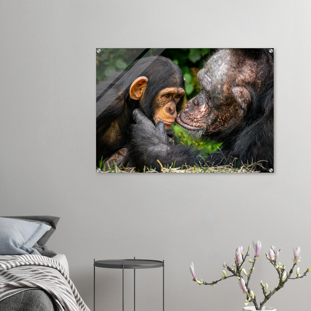 A tender chimpanzee moment - Acrylic fine art print - Image 7